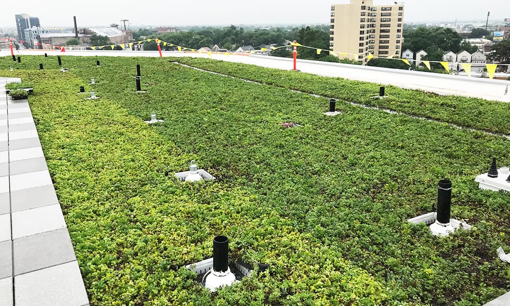 Riego eficiente en techos vegetales con sedums